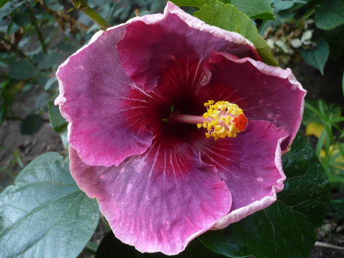 P1180088