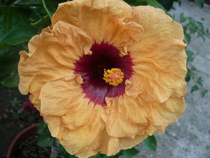 P1180100