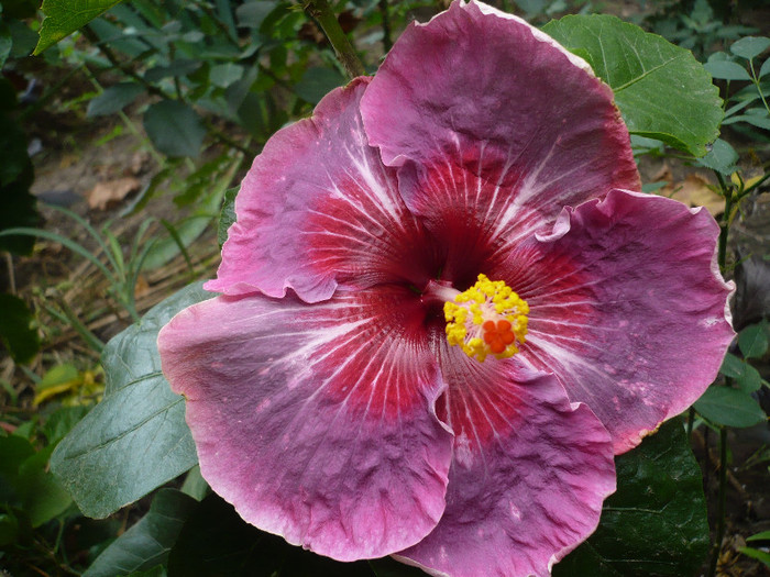 P1180105