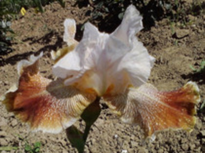 Desert Echo - Achizitii irisi 2012-2014