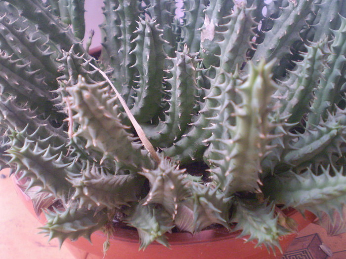 Huernia keniensis