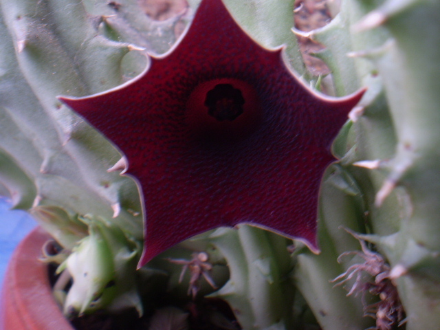 Huernia keniensis