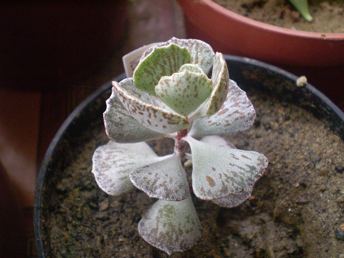 Kalanchoe romopilosa