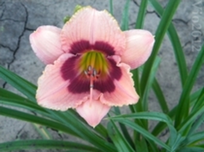 Mimiana1 - Colectie - Achizitii hemerocallis 2012