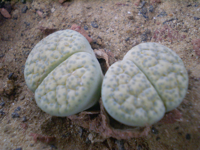 Lithops fulviceps v. aureum