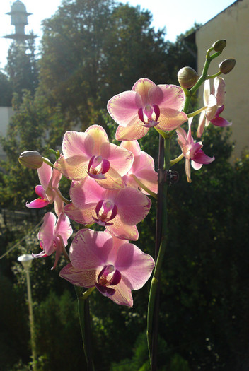  - Phalaenopsis 1