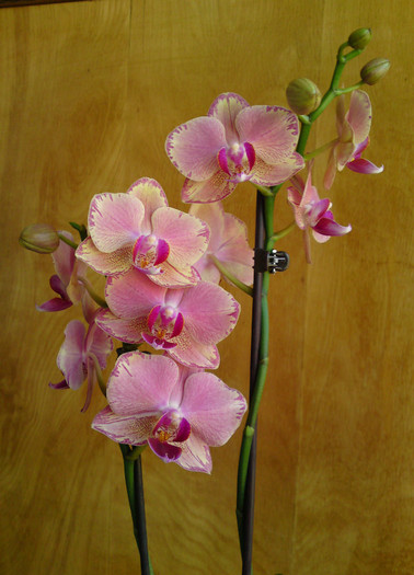  - Phalaenopsis 1