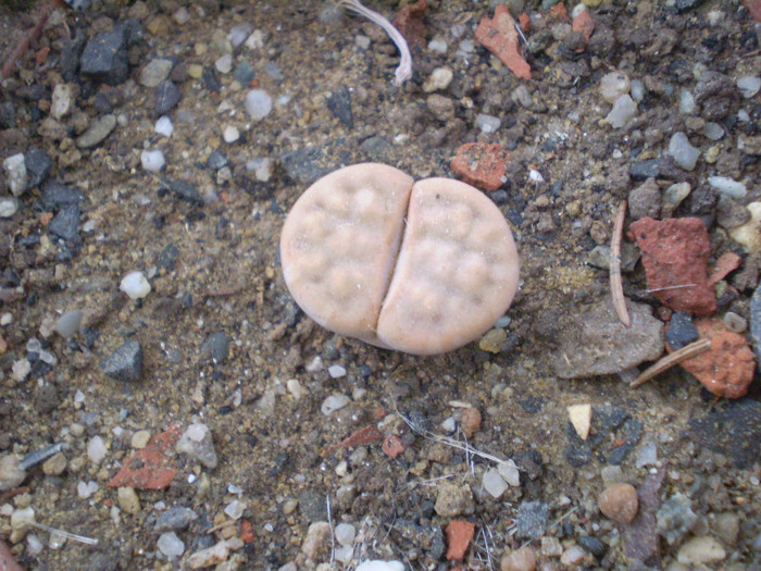 Lithops karasmontana