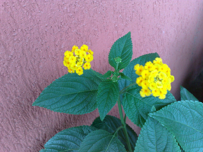 lantana galbena - B LANTANA 2013-2014