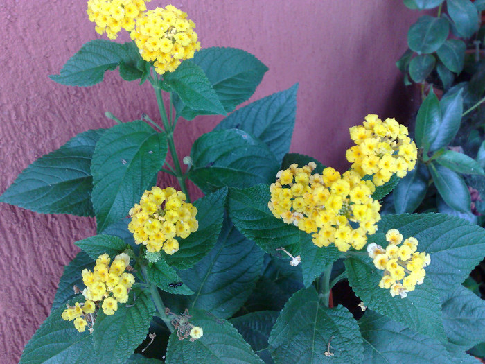 lantana galbena