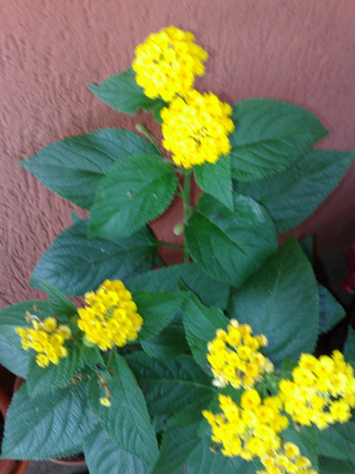 lantana galbena - B LANTANA 2013-2014