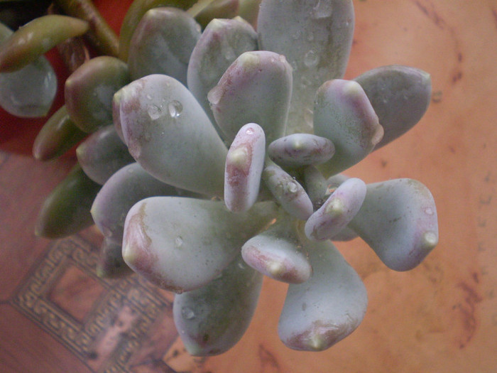 Pachyphytum oviferum