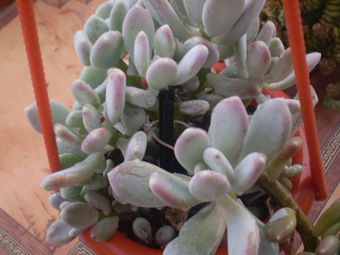 Pachyphytum oviferum