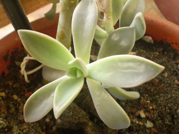 Pachyveria