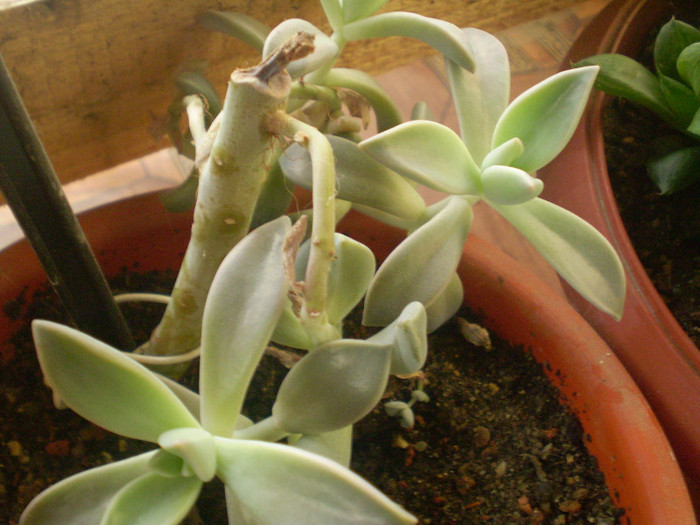 Pachyveria