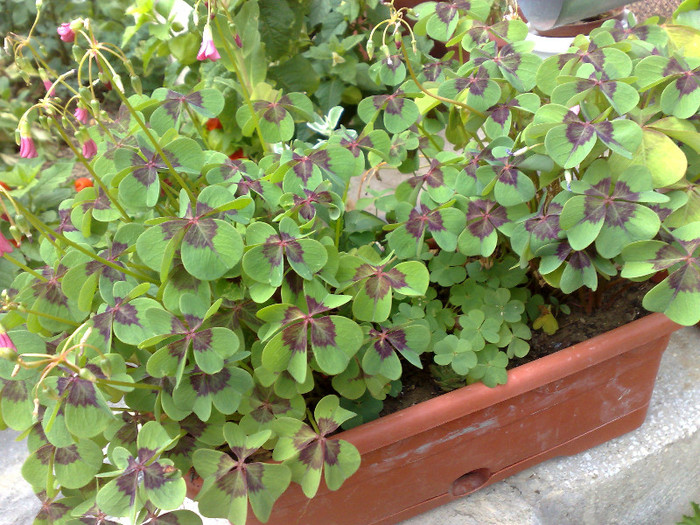 oxalis - e august-septembrie