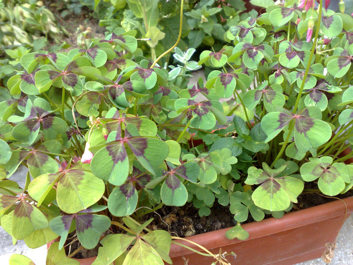 oxalis - e august-septembrie