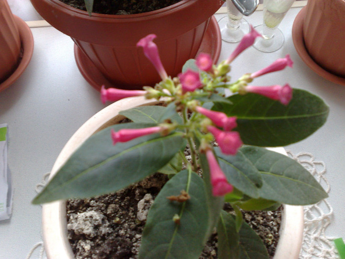 cestrum elegans - e august-septembrie