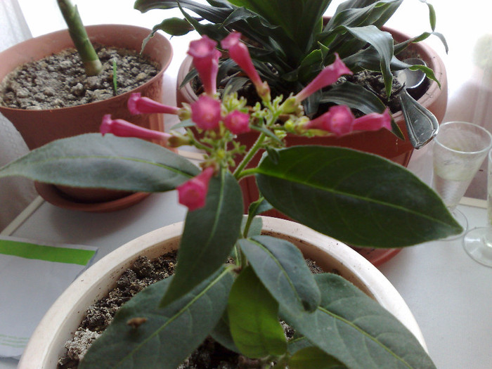 cestrum elegans