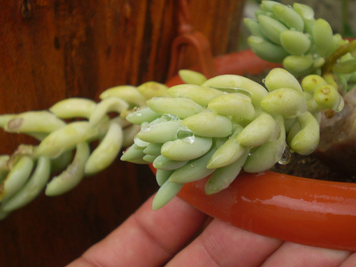 Sedum morganianum