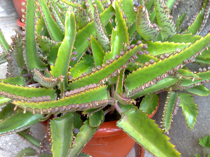 kalancioe de la Mariaghy