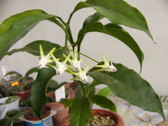 Multiflora - Hoya