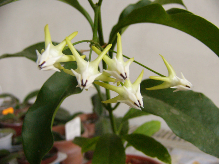 Multiflora