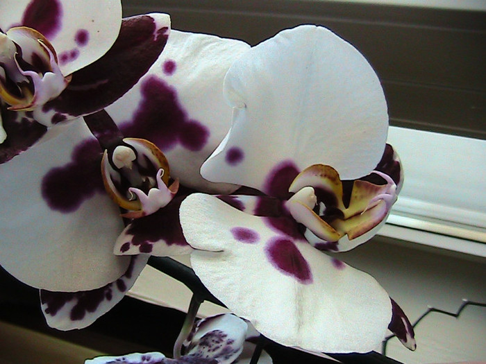 phale arlechin 2011.10.02