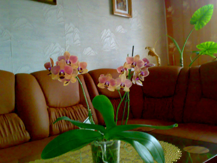 phale pensiune 2010.02.24