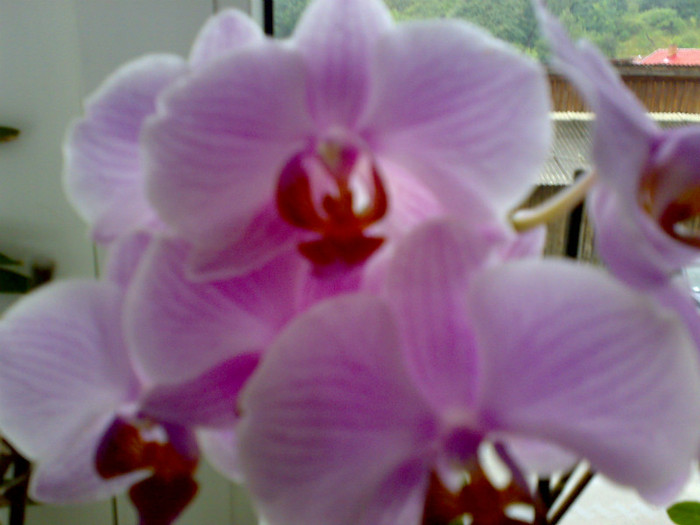 phale roz cu nervuri 2012.07.22