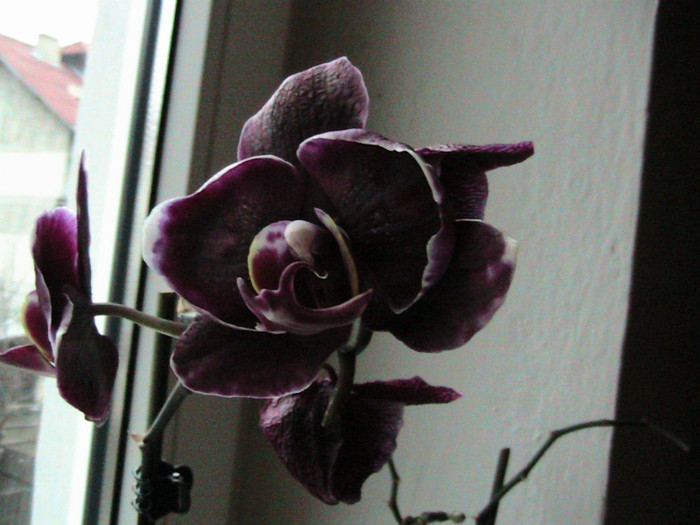 phale sf maria 2009.12.05