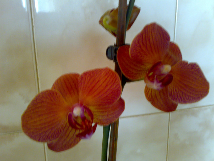 phale visinie cu nervuri 2011.11.04