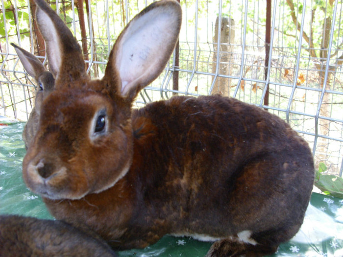 Picture 1562 - 0 aa adevarati  campioni matca  iepuri 2013cluj