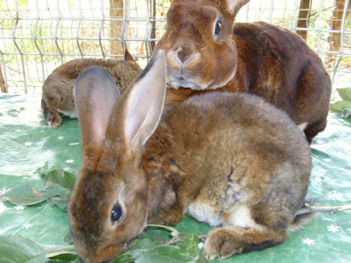 Picture 1563 - 0 aa adevarati  campioni matca  iepuri 2013cluj