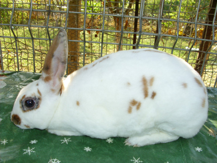 Picture 1604 - 0 aa adevarati  campioni matca  iepuri 2013cluj