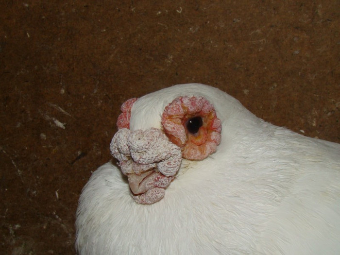 dfa48e8111_83721404_o2