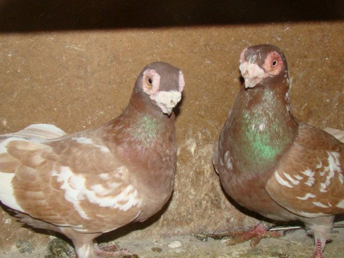 df5662402c_83721436_o2