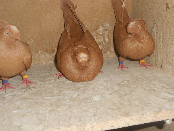 DSCN0142 - Pui 2012