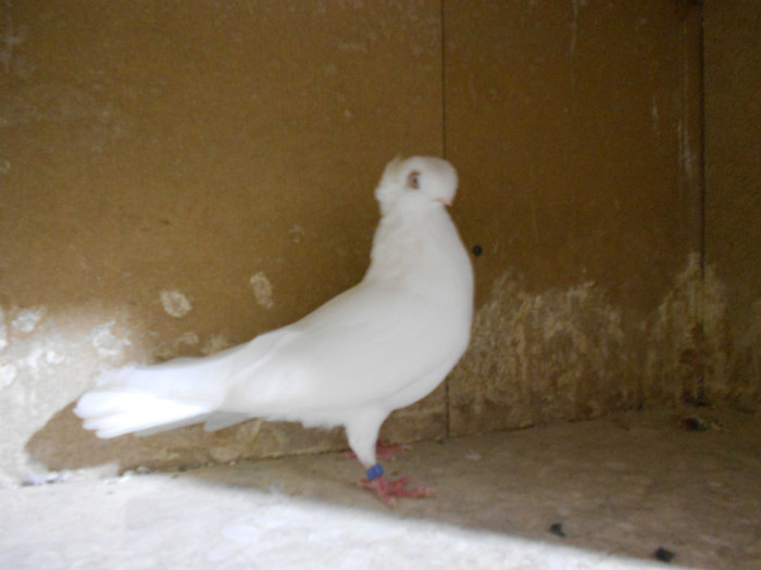 DSCN0164 - Pui 2012