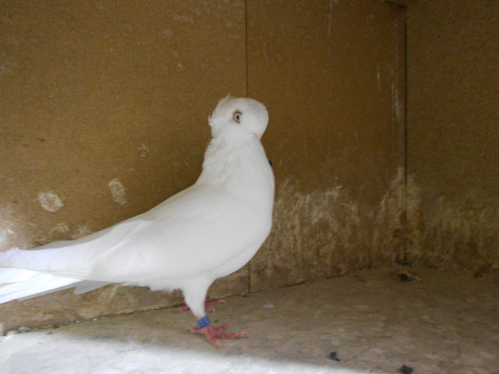 DSCN0165 - Pui 2012