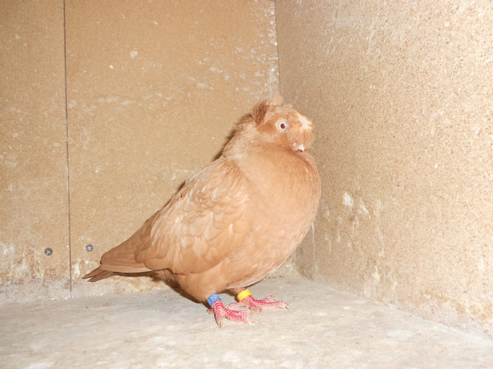 DSCN0094 - Pui 2012