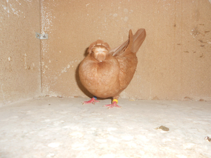 DSCN0096 - Pui 2012