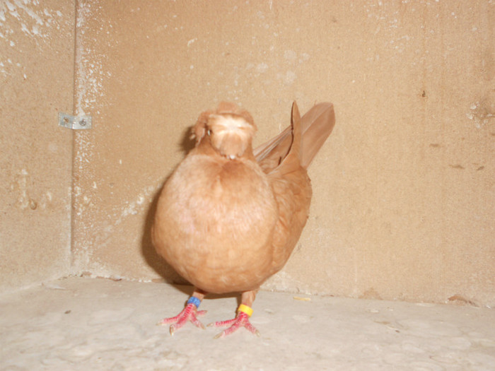 DSCN0098 - Pui 2012