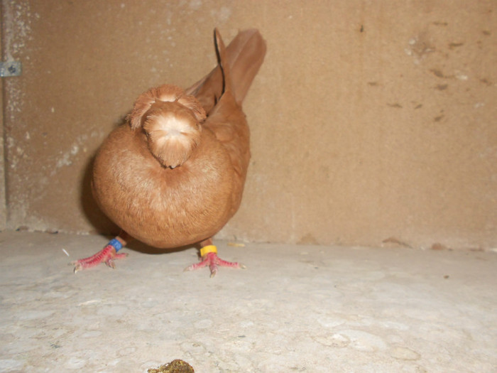 DSCN0101 - Pui 2012