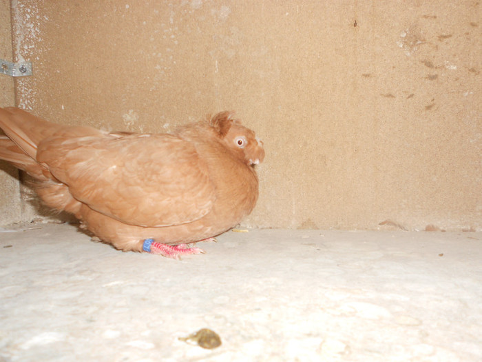 DSCN0103 - Pui 2012