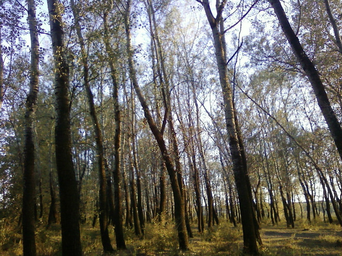  - Peisaj