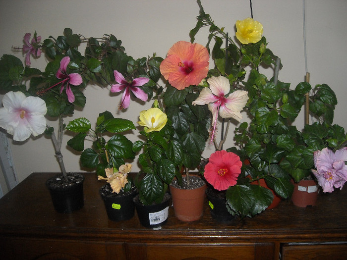 Hibiscus grup