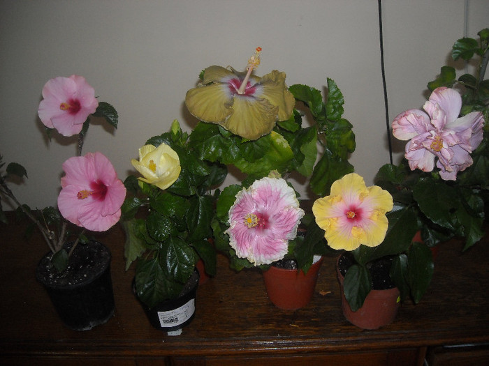 Hibiscus grup