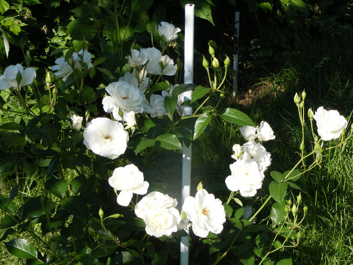 Schneewittchen