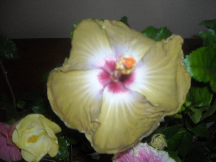 Hibiscus Kathie Jones